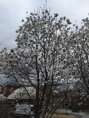 Magnolia stellata