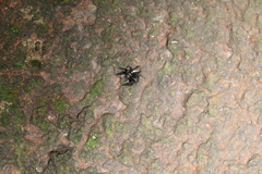 Orientattus hongkong