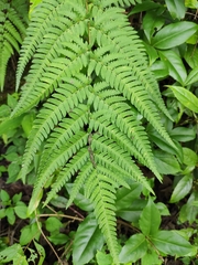 Dryopteris bissetiana