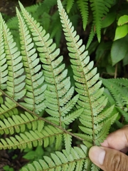 Dryopteris bissetiana