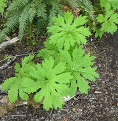 Petasites frigidus palmatus