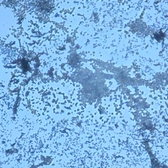 Penicillium