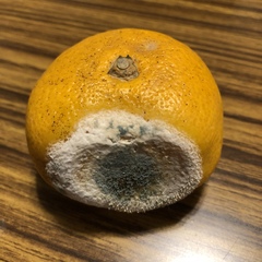 Penicillium
