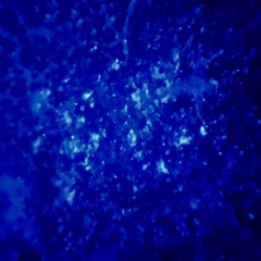 Penicillium