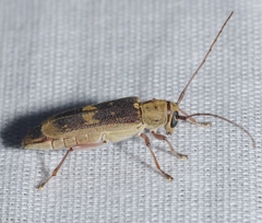 Saperda discoidea