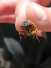Magicicada cassinii