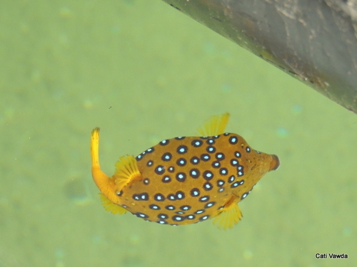 Yellow Boxfish