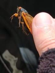 Magicicada cassinii