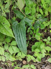 Dioscorea japonica