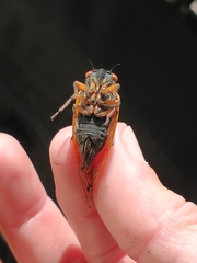 Magicicada cassinii