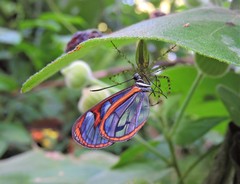 Oleria aquata