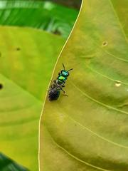 Calloceratina