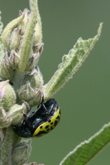 Calligrapha mexicana