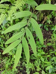 Polygonatum sibiricum