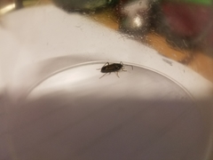 Rhyparochromus vulgaris