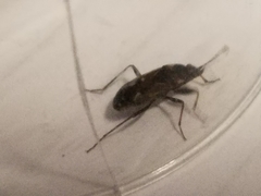 Rhyparochromus vulgaris