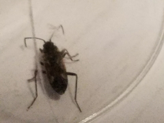 Rhyparochromus vulgaris