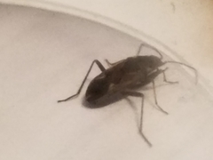 Rhyparochromus vulgaris