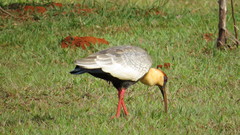 Theristicus caudatus