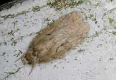 Agonopterix curvilineella