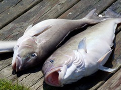 Caulolatilus microps