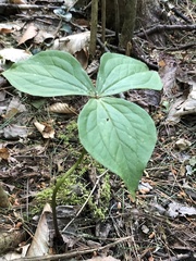 Trillium grandiflorum