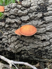 Gymnopilus allantopus