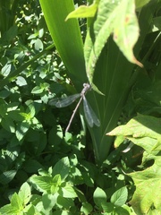 Lestidae