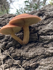 Gymnopilus allantopus