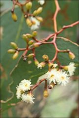 Eucalyptus behriana