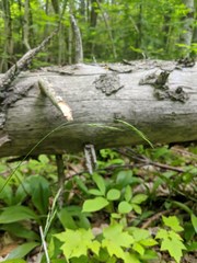 Festuca occidentalis