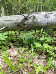 Festuca occidentalis