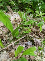 Festuca occidentalis