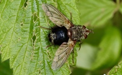 Epalpus