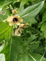 Hyoscyamus niger