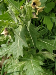 Hyoscyamus niger