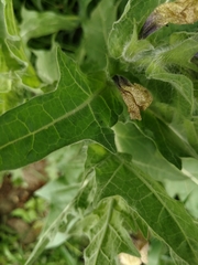 Hyoscyamus niger