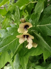 Hyoscyamus niger
