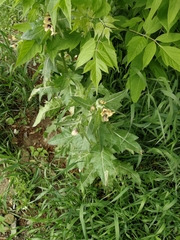 Hyoscyamus niger