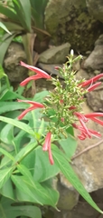 Dianthera secunda