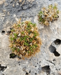 Stenaria mullerae pooleana