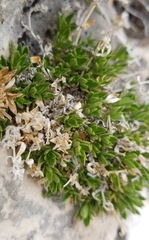 Stenaria mullerae pooleana