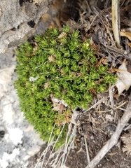 Stenaria mullerae pooleana