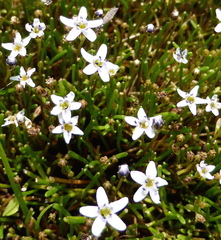 Limosella longiflora