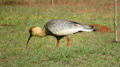 Theristicus caudatus