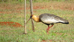 Theristicus caudatus