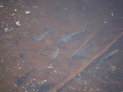 Cyprinodon variegatus