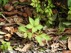 Parthenocissus quinquefolia