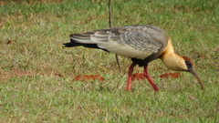 Theristicus caudatus