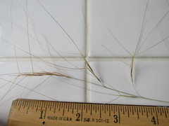 Aristida oligantha